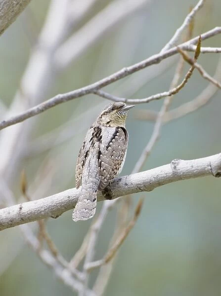 Wryneck - adult perched on branch - April - Southern Turkey