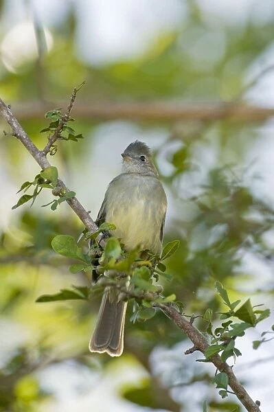 Yellow-bellied Elaenia - sitting on branch - Tobago