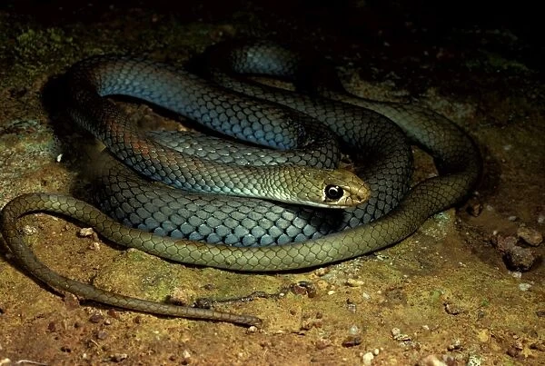 Yellow-faced whipsnake. Not dangerous though if large its bite can cause pain
