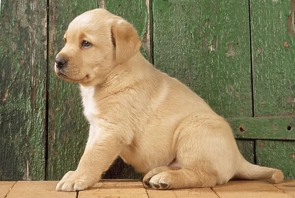 Yellow Labrador Dog - puppy by barn door