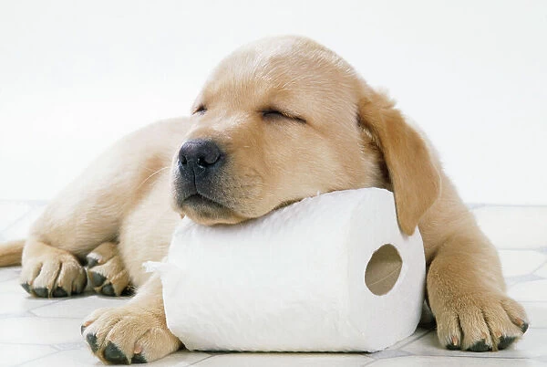 Yellow Labrador - puppy asleep on toilet roll, 9 weeks old