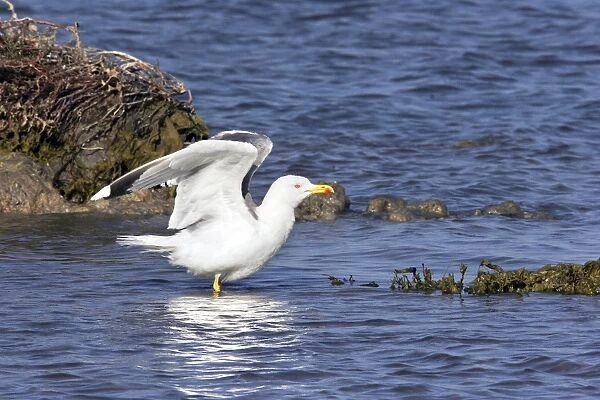 Yellow-legged Gull. Camargue - PACA - France