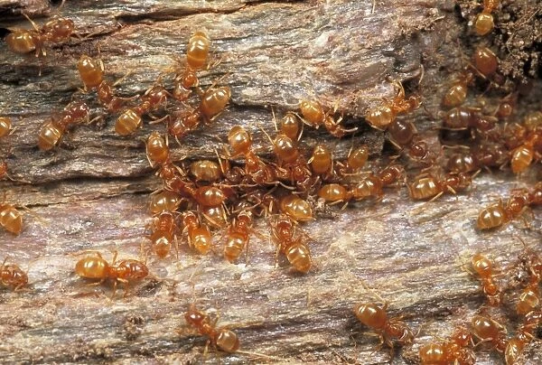 Yellow Meadow Ants UK