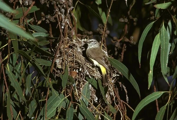 Yellow-rumped Thornbill - at nest - Central Australia JPF07835