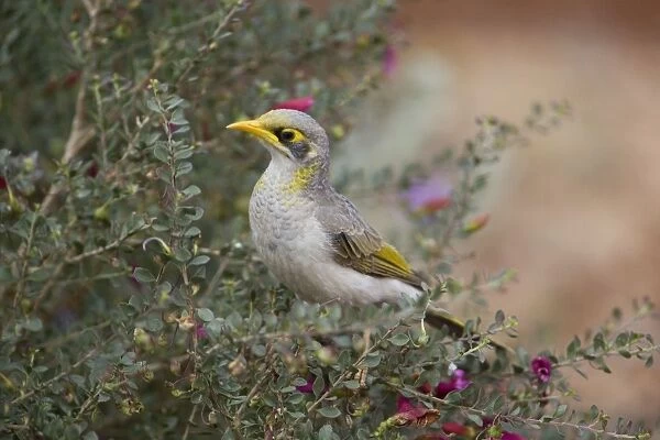 Yellow-throated Miner At Olive Pink Botanic Gardens, Alice Springs, Northern Territory, Australia