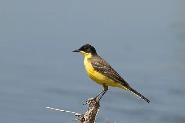 Yellow Wagtail - black headed form - perched on twig - Lesvos