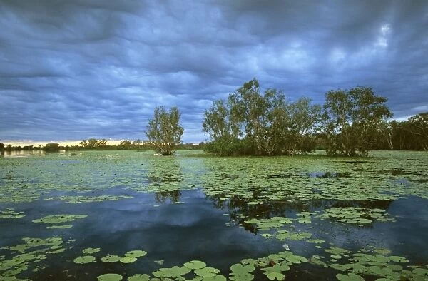 Yellow Water, Paperbark swamp with Water lilies (Nelumbo nucifera) Kakadu National Park (World Heritage Area), Northern Territory, Australia JPF50981