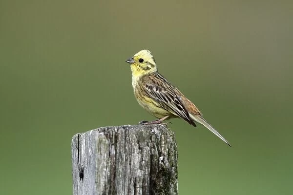 Yellowhammer - male perched on post - Hessen- Germany