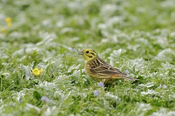 Yellowhammer - Male side view, feeding in meadow. Bedfordshire UK 006