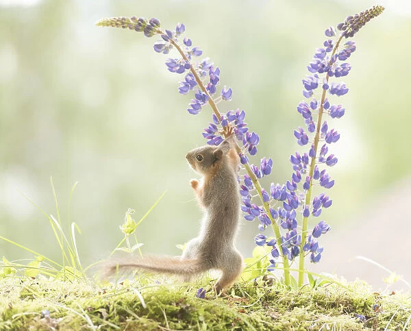 young Red Squirrel touching lupine flowers