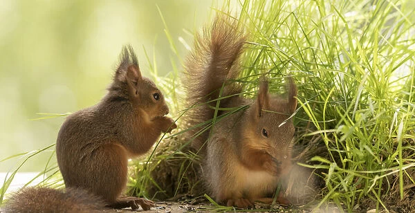 young Red Squirrels standing in grass