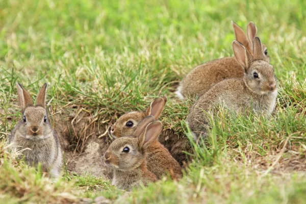 young wild rabbits, Austria