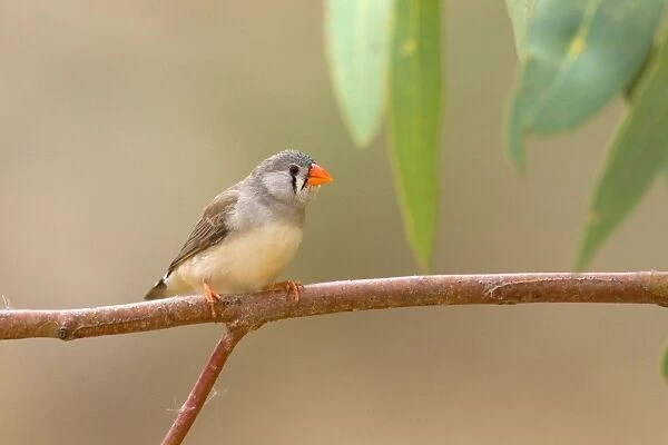 Zebra Finch - female adult sits on a branch near one of the permanent waterholes in arid central Australia - Ellery Creek Big Hole, West MacDonnell National Park, Northern Territory, Australia