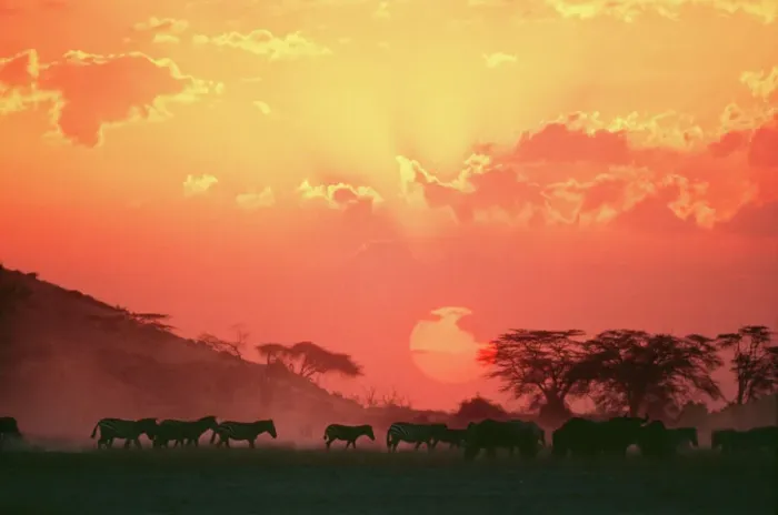 Framed Print : Burchell's Zebra Print at Sunset - Equus quagga burchelli
