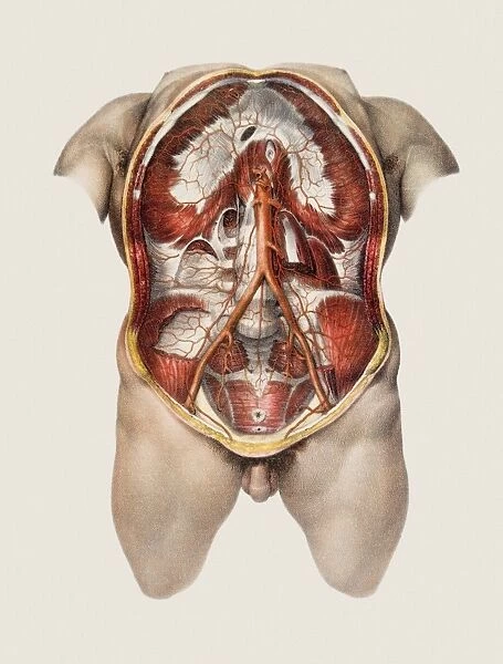 Abdominal aorta