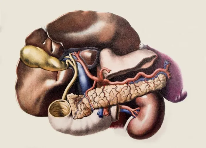 Framed Print : Abdominal Organs Print Framed Print : Abdominal Organs Print