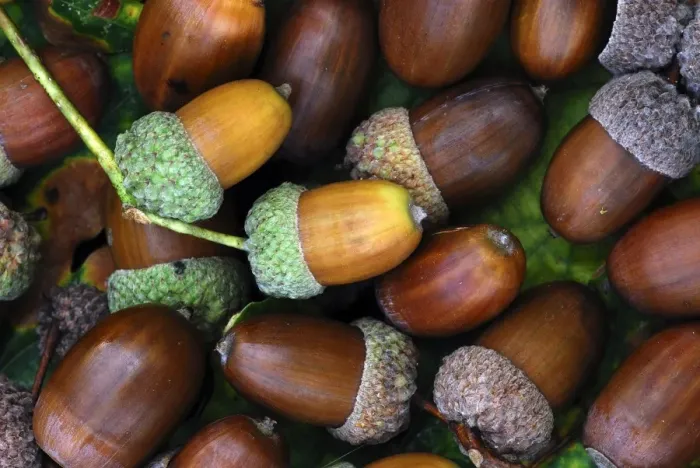 Framed Print : Acorns fallen from an oak tree Print Framed Print : Acorns fallen from an oak tree Print