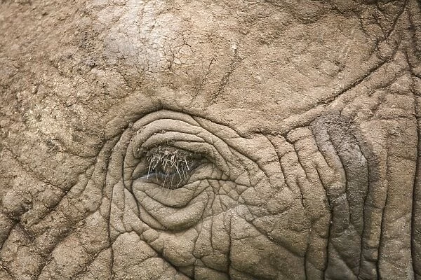 African elephant eye and skin