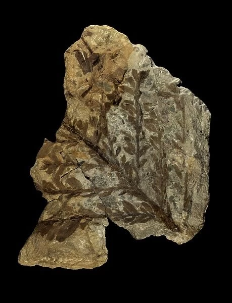 Albertia conifer fossil C018  /  9401