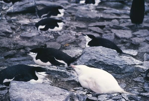 Albino chinstrap penguin