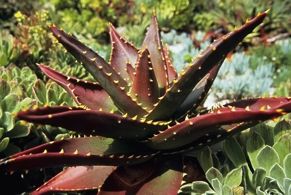 Aloe (Aloe mitriformis). Aloe plants are succulents