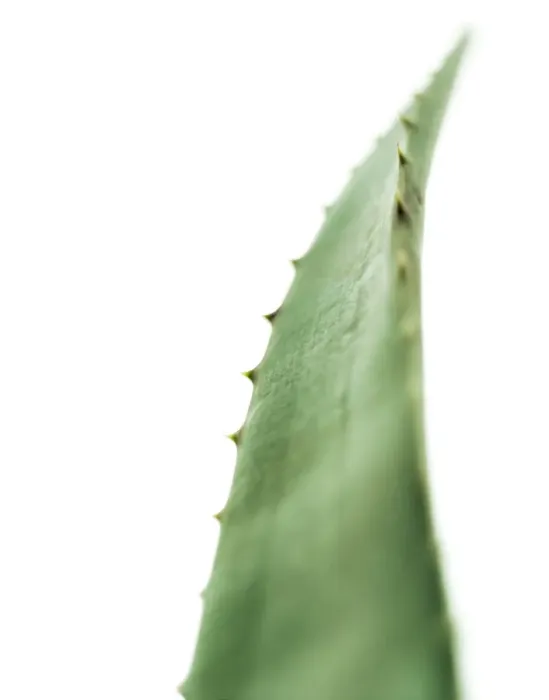 Framed Print : Aloe Vera Leaf Print Framed Print : Aloe Vera Leaf Print