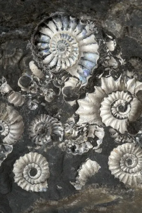Framed Print : Ammonite Assemblage Marston Magna Marble Print Framed Print : Ammonite Assemblage Marston Magna Marble Print