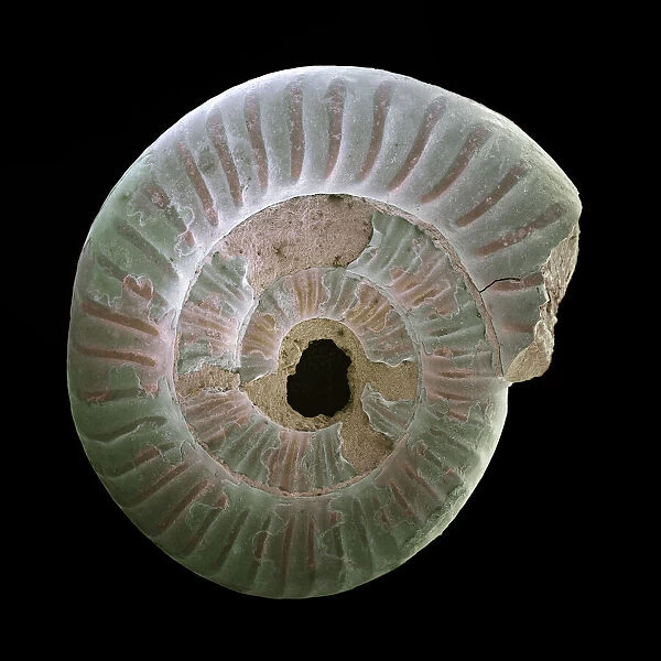 Ammonite fossil, SEM