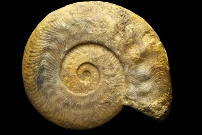Framed Print : Hildoceras serpentinum Ammonite Print Framed Print : Hildoceras serpentinum Ammonite Print