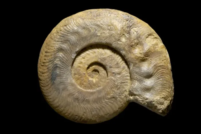 Framed Print : Ammonite Print with Disease Indentations Framed Print : Ammonite Print with Disease Indentations