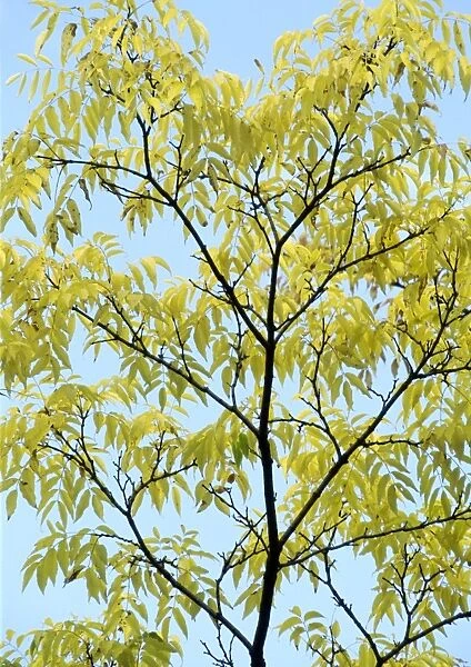 Amur corktree (Phellodendron amurense)