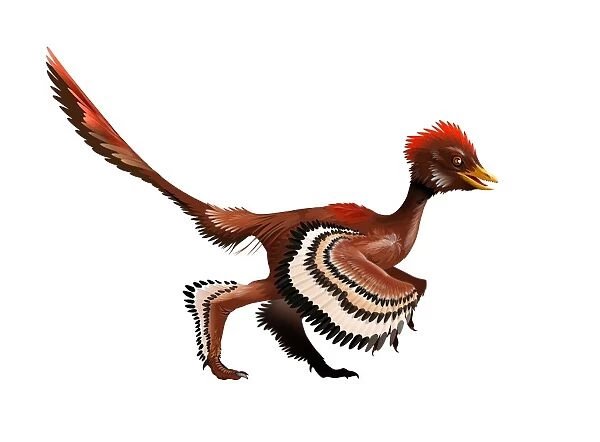 Anchiornis feathered dinosaur, artwork