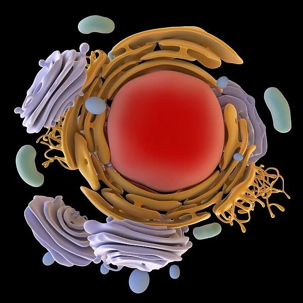 Animal cell organelles, artwork C016  /  0605