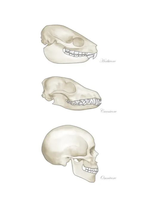 Framed Print : Animal Teeth Comparison Print Framed Print : Animal Teeth Comparison Print