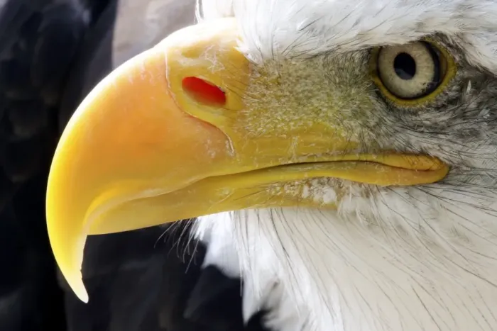 Framed Print : Bald Eagle Beak Print