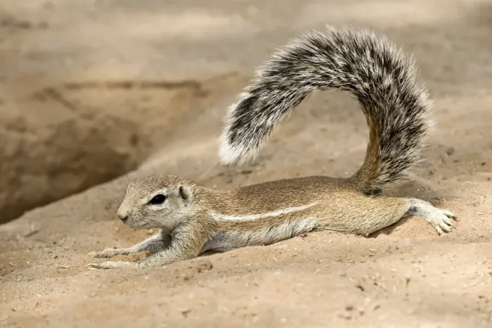Framed Print : Cape Ground Squirrel Print Framed Print : Cape Ground Squirrel Print