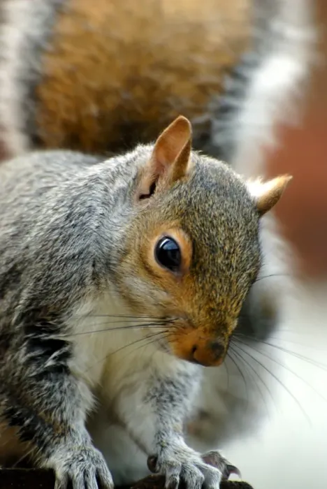 Framed Print : Grey Squirrel Print Framed Print : Grey Squirrel Print