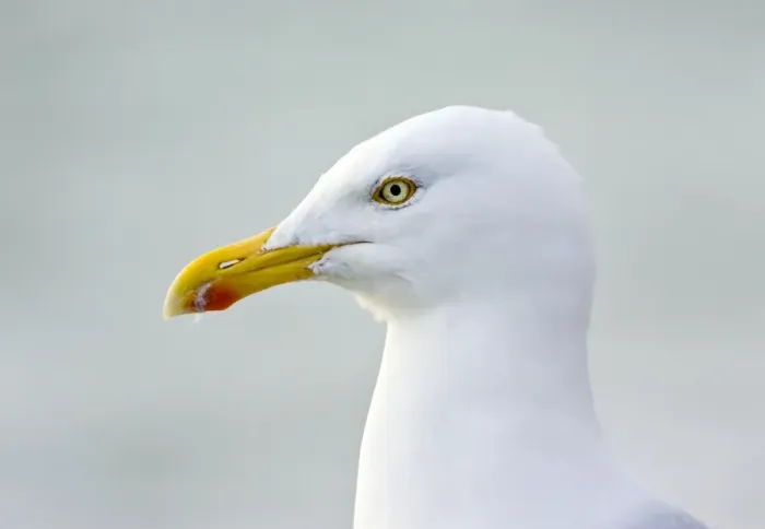 Framed Print : Herring Gull Print Framed Print : Herring Gull Print