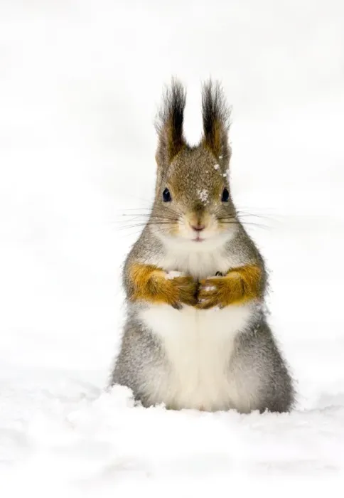 Framed Print : Red Squirrel in Snow Print Framed Print : Red Squirrel in Snow Print
