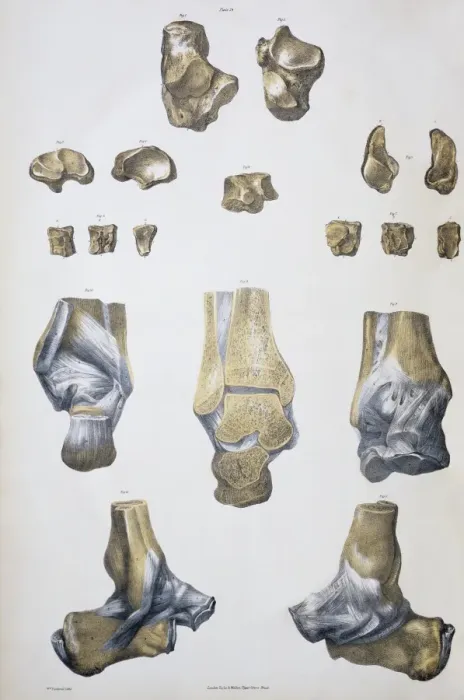 Framed Print : Ankle Bones and Ligaments Print
