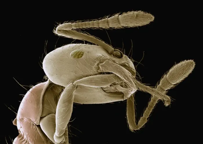 Framed Print : Ant Grooming Print, SEM Image Framed Print : Ant Grooming Print, SEM Image