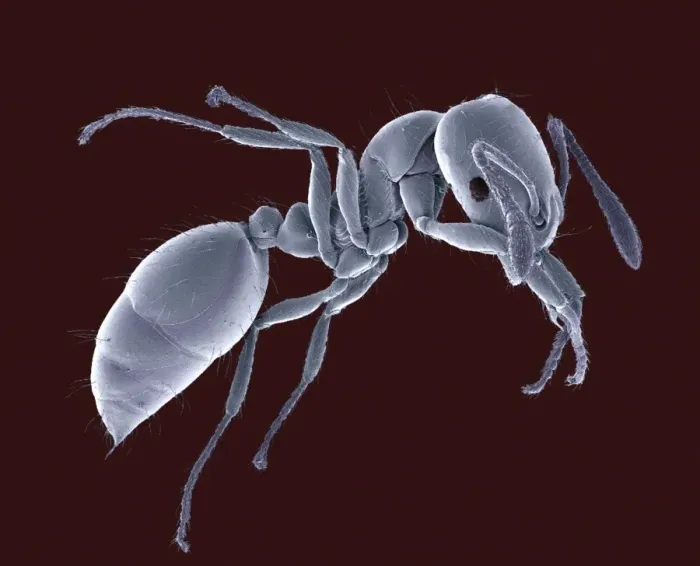 Framed Print : Coloured SEM Print of an Ant's Head Framed Print : Coloured SEM Print of an Ant's Head