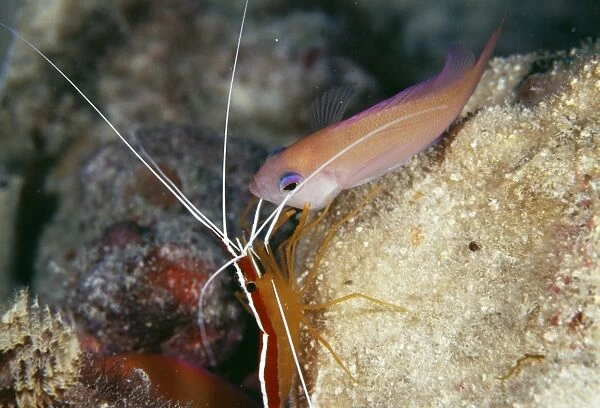 Anthias fish and cleaner shrimp