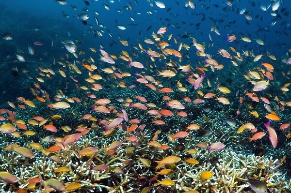 Anthias over a reef