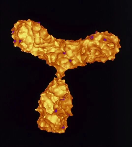 Antibody. Molecular graphic of the electron density surface of the antibody