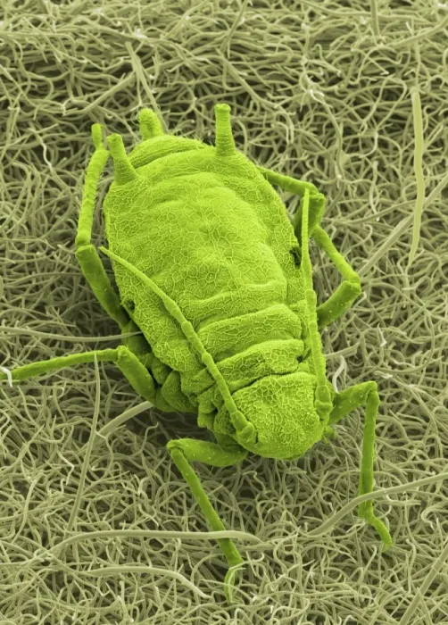 Framed Print : Aphid on Blackberry Leaf Print Framed Print : Aphid on Blackberry Leaf Print