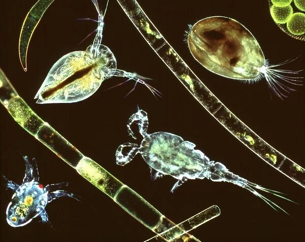 Aquatic crustaceans, light micrograph
