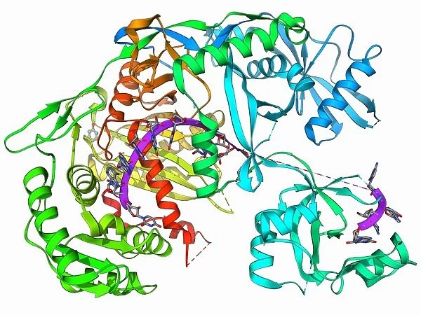 Argonaute protein and microRNA F006  /  9752