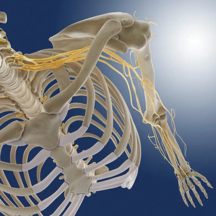 Framed Print : Arm Nerves Print - Brachial Plexus Computer Artwork Framed Print : Arm Nerves Print - Brachial Plexus Computer Artwork