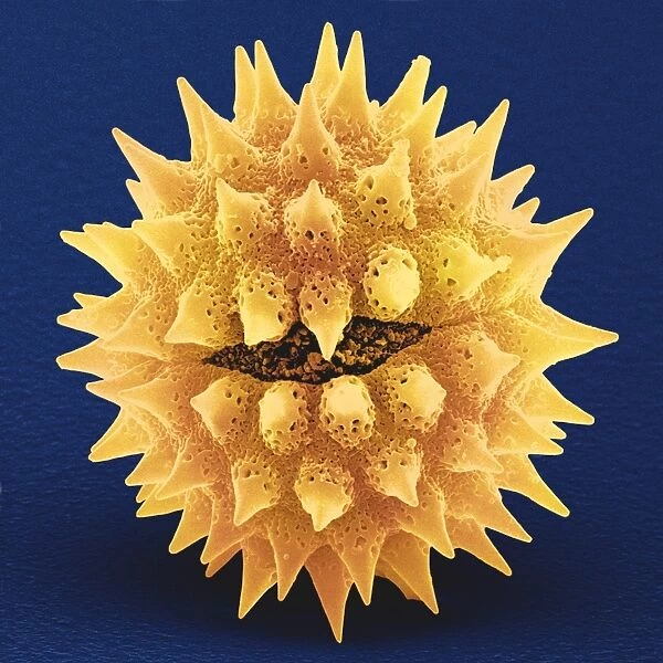 Arnica pollen grain, SEM